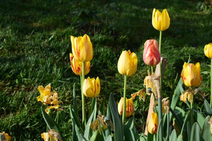  - Simfonia Lalelelor 2018