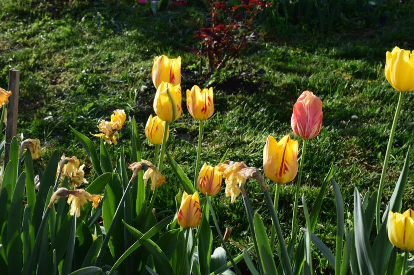  - Simfonia Lalelelor 2018