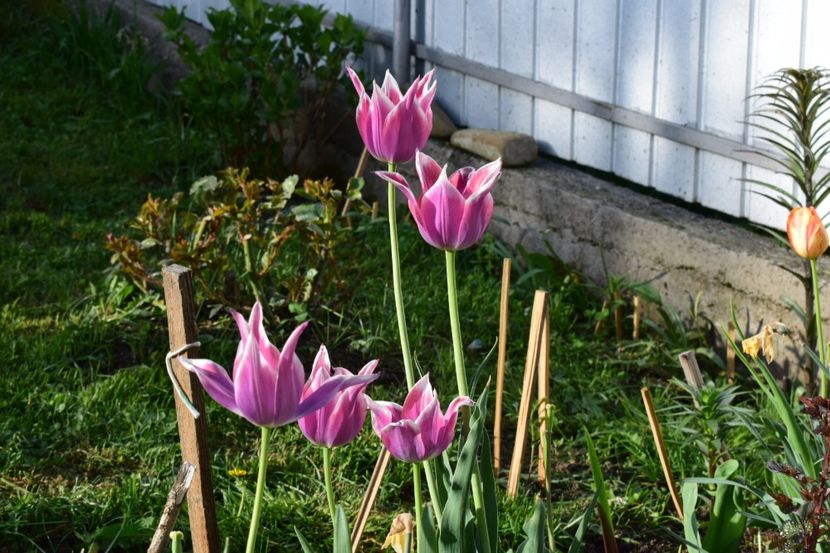  - Simfonia Lalelelor 2018