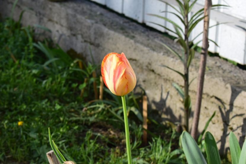  - Simfonia Lalelelor 2018