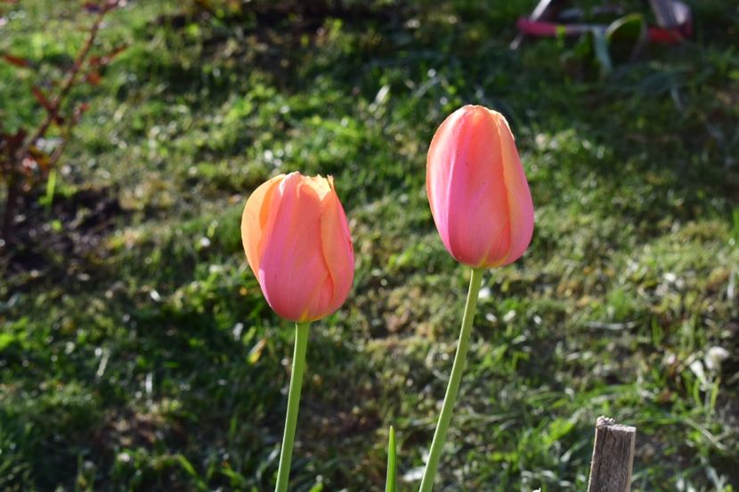  - Simfonia Lalelelor 2018