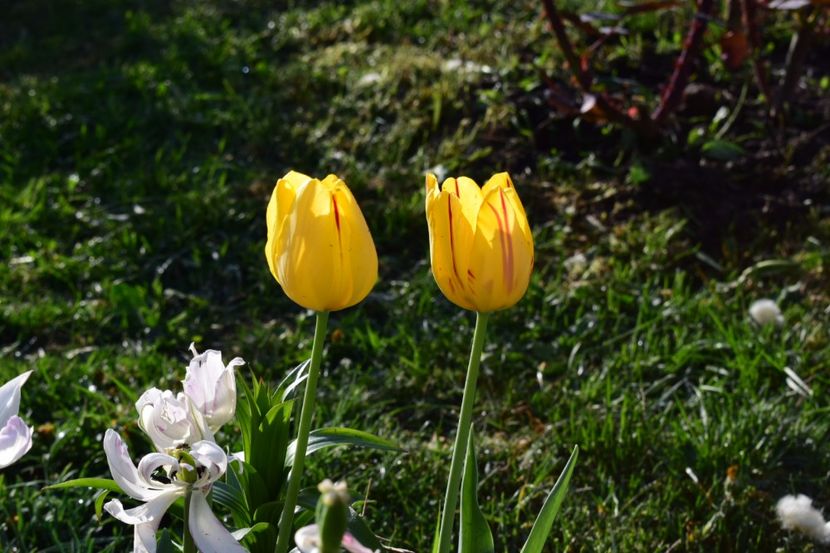  - Simfonia Lalelelor 2018