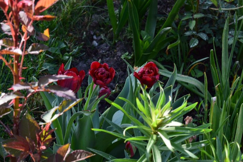  - Simfonia Lalelelor 2018