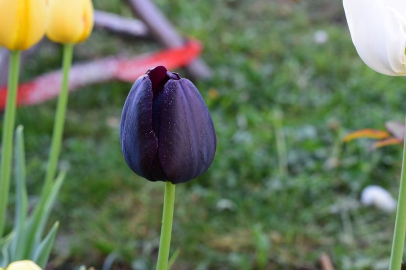  - Simfonia Lalelelor 2018