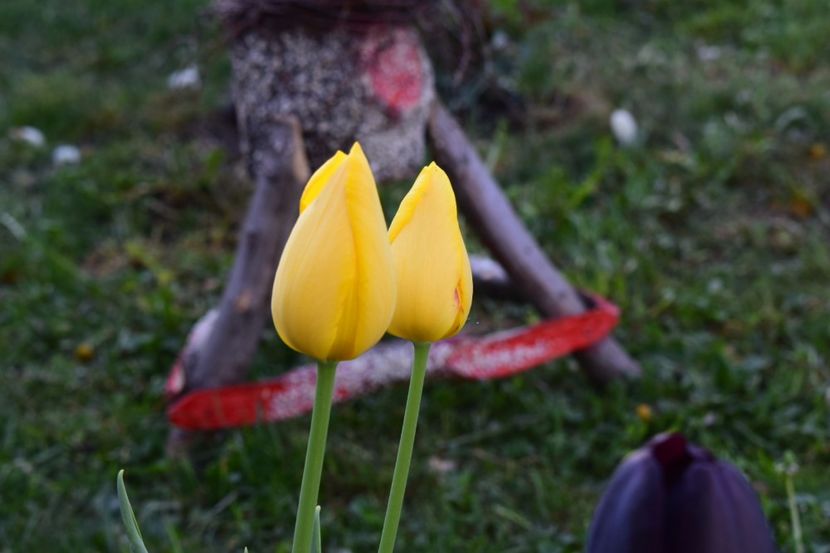  - Simfonia Lalelelor 2018