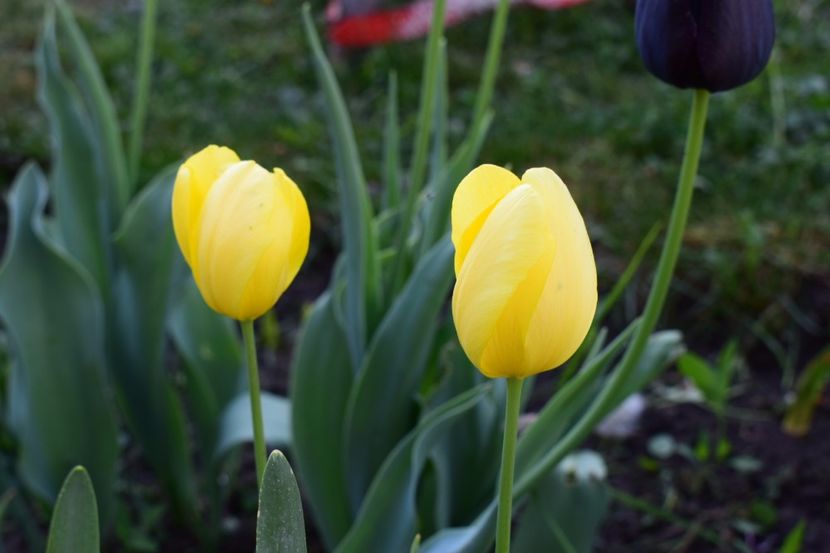  - Simfonia Lalelelor 2018