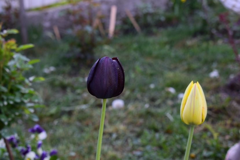  - Simfonia Lalelelor 2018