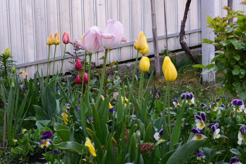  - Simfonia Lalelelor 2018