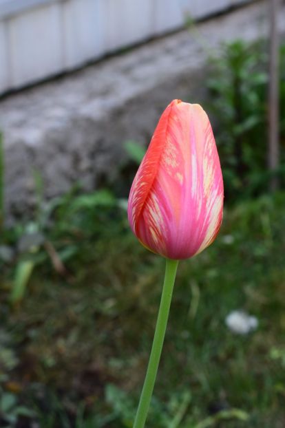  - Simfonia Lalelelor 2018