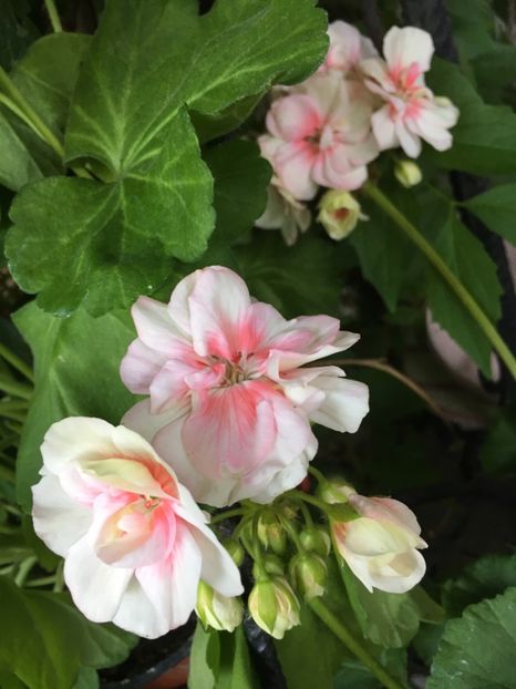 3C2C3B04-3D39-46D5-9DEC-F62232767E1A - Muscate Calliope