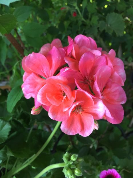 F34D78B0-A010-43DC-8C68-8643CD312B2E - Muscate Calliope