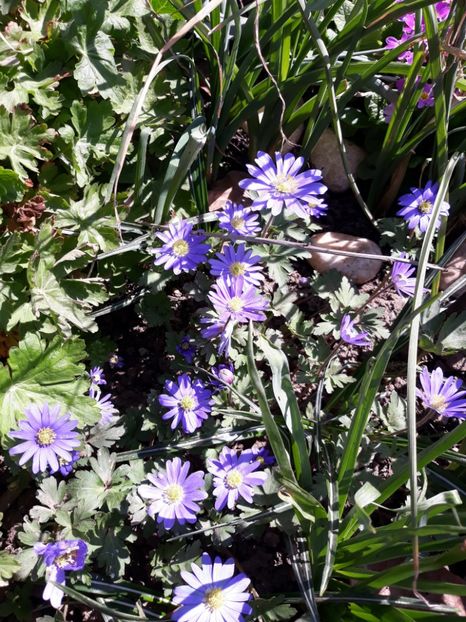  - Flori de gradina-2018 Primavara