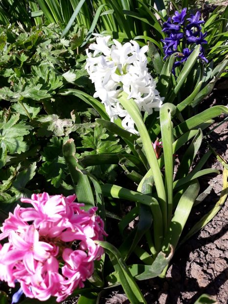  - Flori de gradina-2018 Primavara