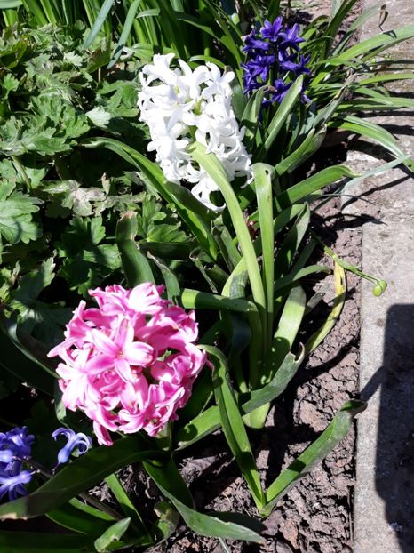  - Flori de gradina-2018 Primavara