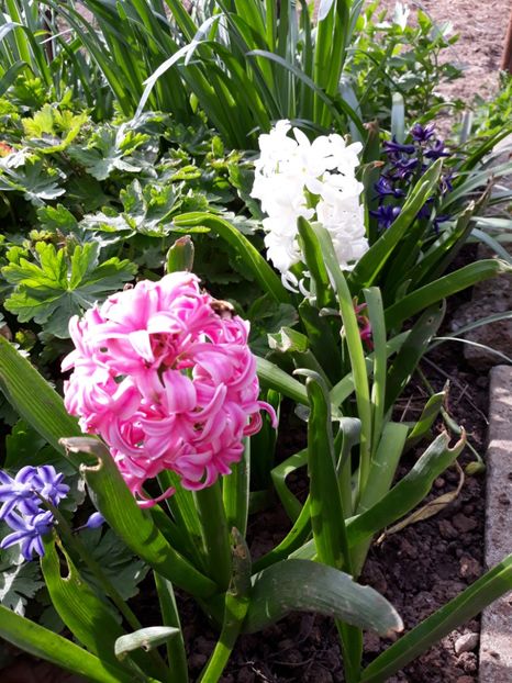  - Flori de gradina-2018 Primavara