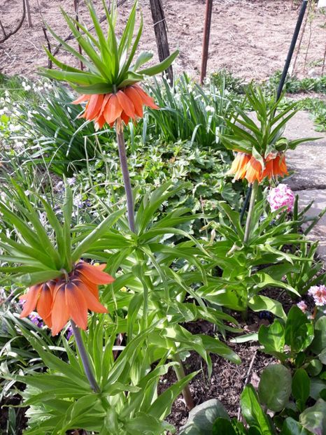  - Flori de gradina-2018 Primavara