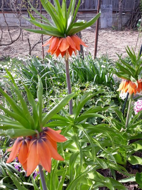  - Flori de gradina-2018 Primavara