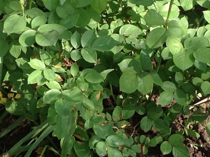 1 mai 2018 - Alchemist