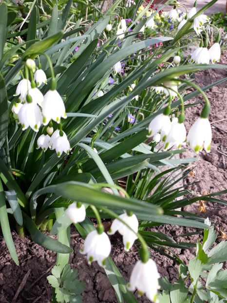  - Flori de gradina-2018 Primavara