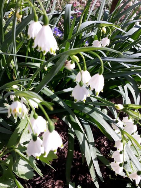  - Flori de gradina-2018 Primavara