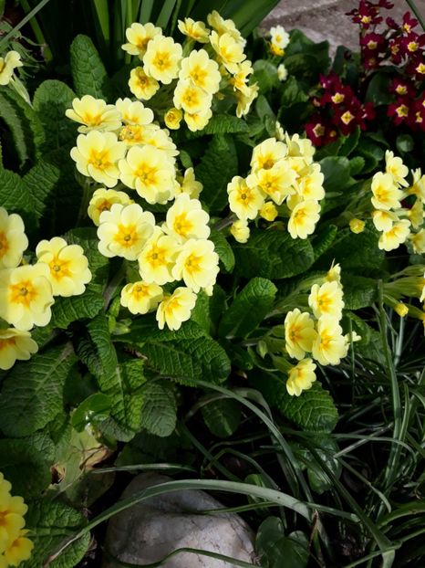  - Flori de gradina-2018 Primavara