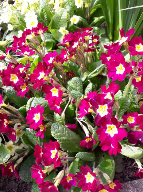  - Flori de gradina-2018 Primavara