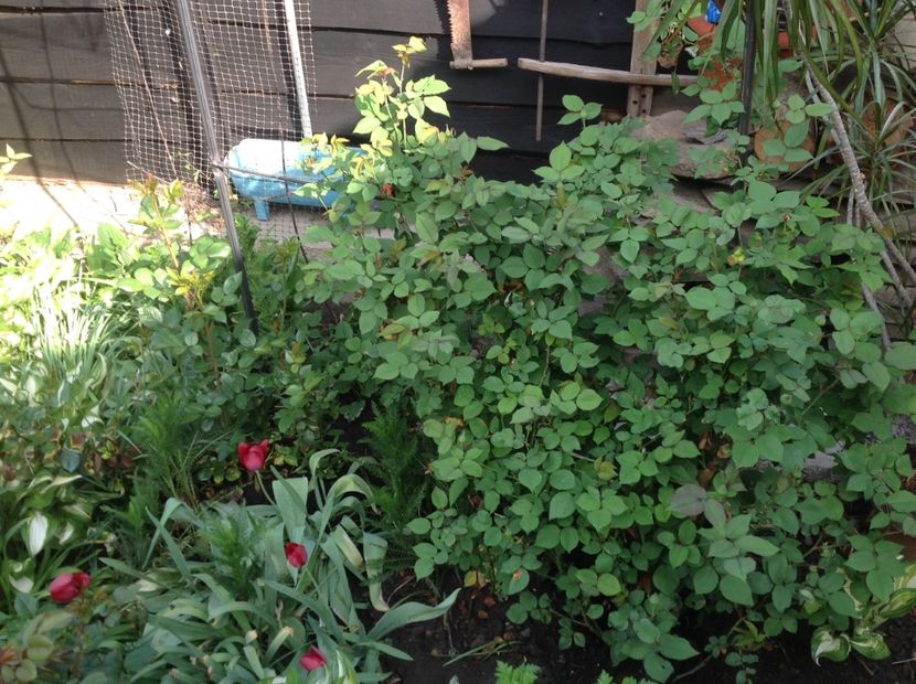 1 mai 2018 - Madam Isaac de Pereire