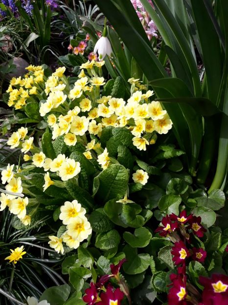  - Flori de gradina-2018 Primavara