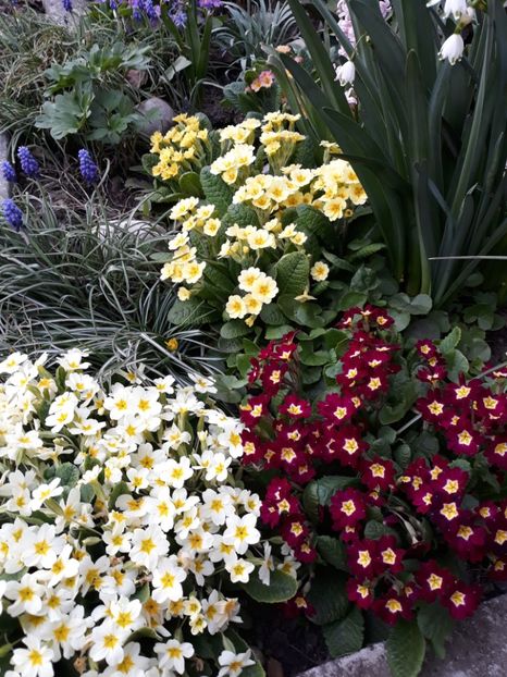  - Flori de gradina-2018 Primavara