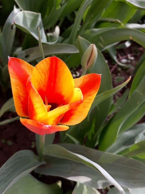  - Flori de gradina-2018 Primavara