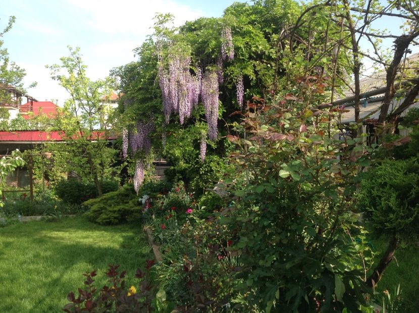  - Glicina 6 feb 2018