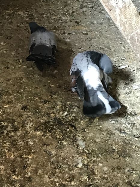 1A5EF18F-1526-4771-85B3-3CFCE66197EB - Panduri - nu ii mai dețin