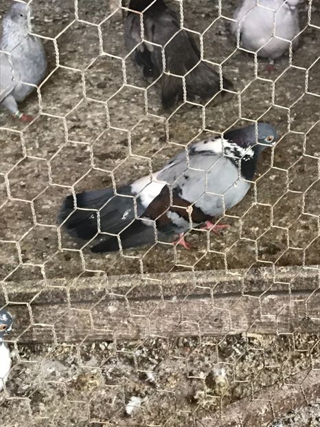 12779955-A4D2-42D9-89B4-B6F8A39AFEC0 - Panduri - nu ii mai dețin