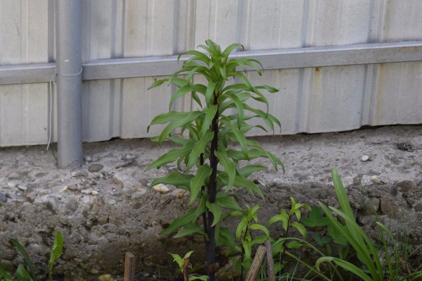  - Crini asiatici si orientali 2018