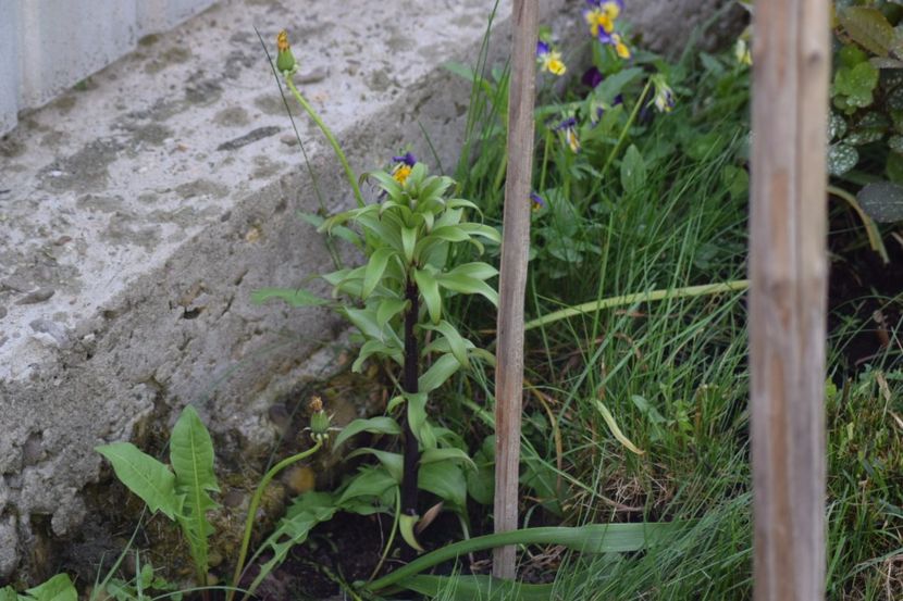  - Crini asiatici si orientali 2018