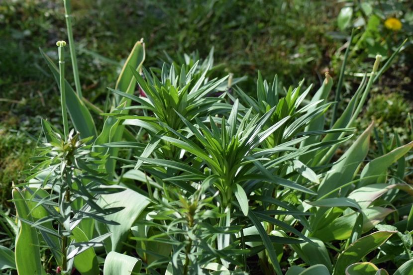 London Heart - Crini asiatici si orientali 2018