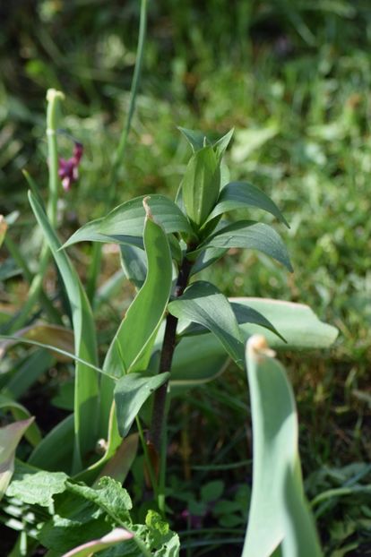 Speciossum - Crini asiatici si orientali 2018
