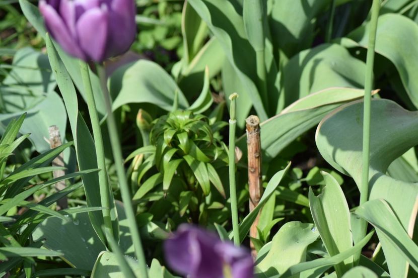  - Crini asiatici si orientali 2018