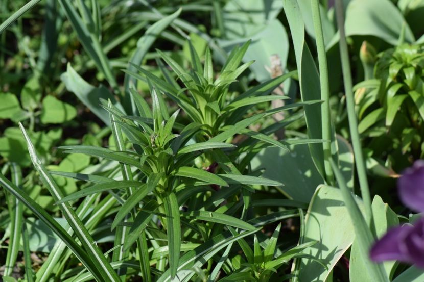  - Crini asiatici si orientali 2018