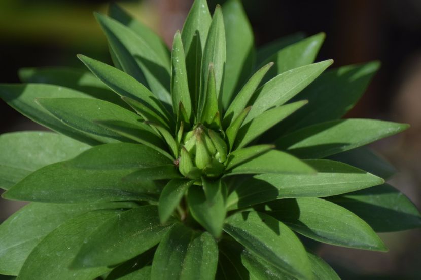  - Crini asiatici si orientali 2018