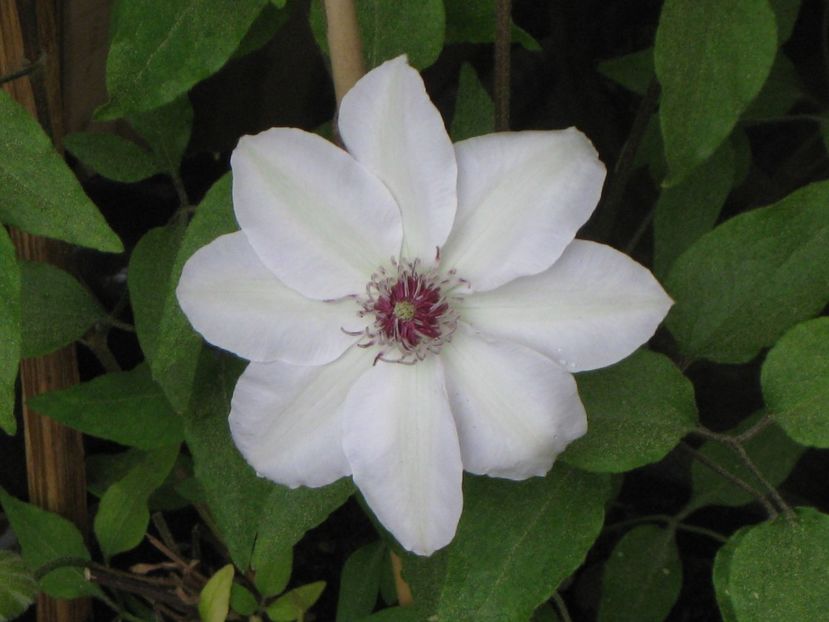 Miss Bateman - Clematis 2018