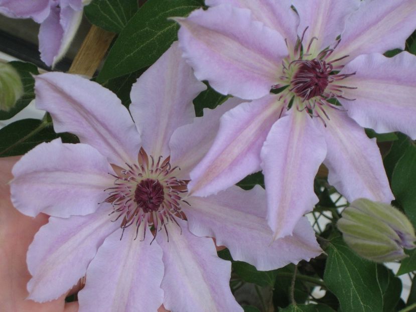 Clematis Nelly Moser - Clematis 2018