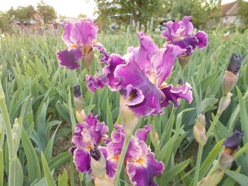 FANCY WOMEN - Irisi-2018 Barbata Elatior si Intermedia