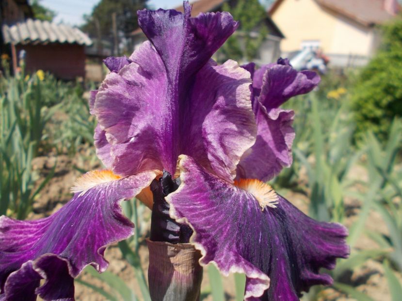  - Irisi-2018 Barbata Elatior si Intermedia