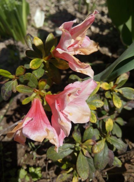 1 mai-azalee - gradina 2018