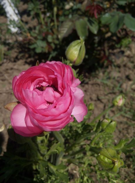 1 mai - gradina 2018