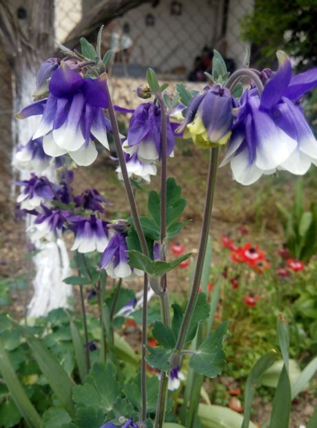 1 mai - gradina 2018