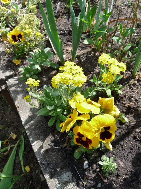  - 2018 - 01 - Primavara