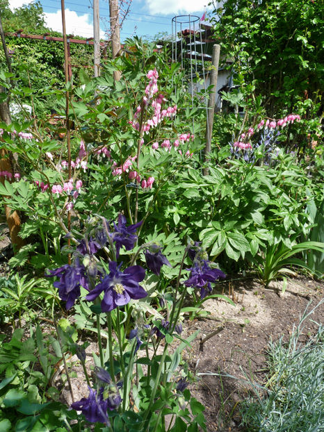  - 2018 - 01 - Primavara