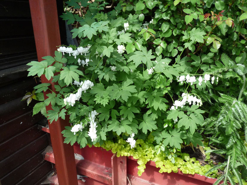  - 2018 - 01 - Primavara